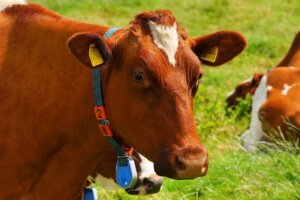 Livestock Fencing Management Handling Circle S Farm Supply